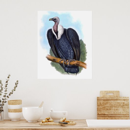 witbemand wijnbouwhuisdier poster (Keuken)