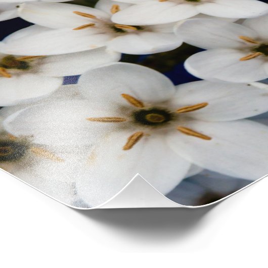 Witbloemen Foto Afdruk (Hoek)