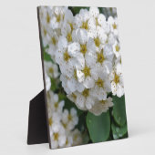 Witbloemen gloeien fotoplaat (Zijkant)