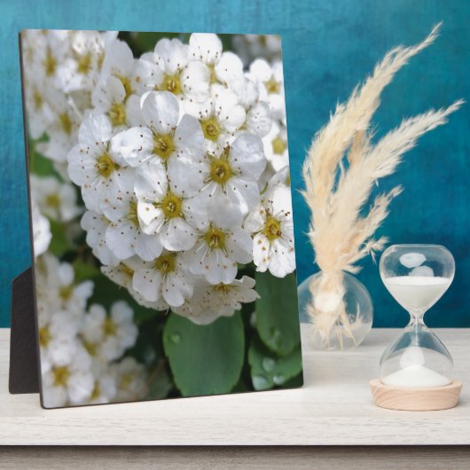 Witbloemen gloeien fotoplaat (Zijkant)