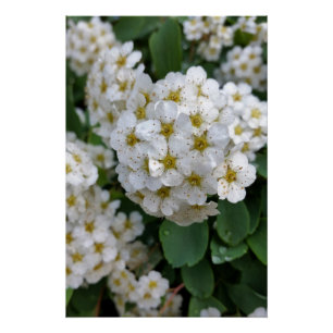 Witbloemen gloeien poster