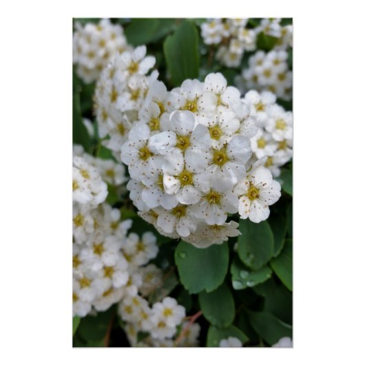 Witbloemen gloeien poster (Voorkant)