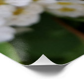 Witbloemen gloeien poster (Hoek)
