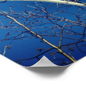 Witboek Berkenboom takken tegen blauwe hemel Poster (Hoek)