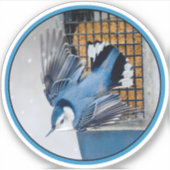 Witborstboomklever in Sneeuw Sticker (Voorkant)