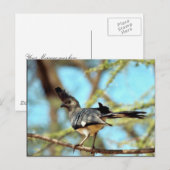 Witbuik Go Away Bird Briefkaart (Voorkant / Achterkant)