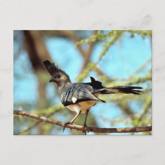 Witbuik Go Away Bird Briefkaart (Voorkant)