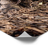 Witbuikstorm op zijn nest Metal Orn Poster (Hoek)