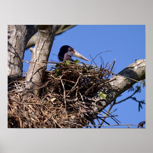 Witbuikstorm op zijn nest Metal Orn Poster (Voorkant)