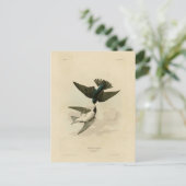 Witbuikzwaluw - Audubon's vogels Briefkaart (Staand voorkant)