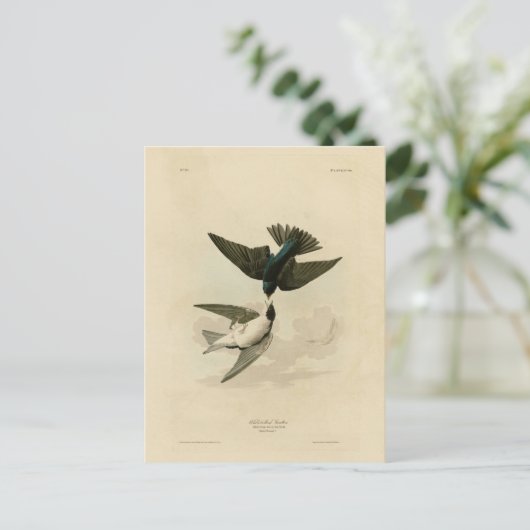 Witbuikzwaluw - Audubon's vogels Briefkaart (Staand voorkant)