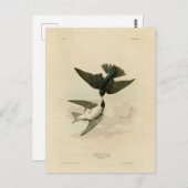 Witbuikzwaluw - Audubon's vogels Briefkaart (Voorkant / Achterkant)