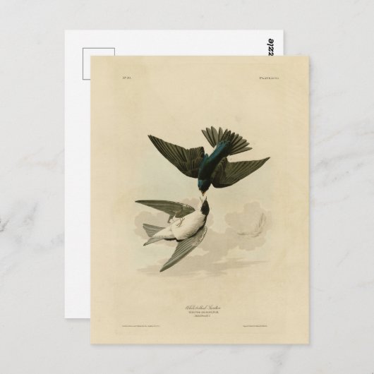 Witbuikzwaluw - Audubon's vogels Briefkaart (Voorkant / Achterkant)
