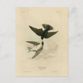 Witbuikzwaluw - Audubon's vogels Briefkaart (Voorkant)