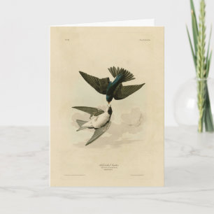 Witbuikzwaluw - Audubon's vogels Kaart