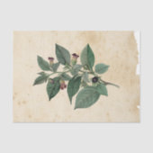 Witch Ephemera Design Series #11 Tissuepapier (Voorkant)