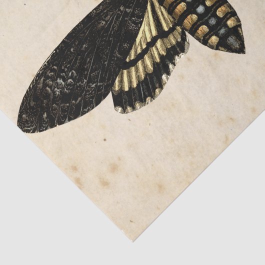 Witch Ephemera Design Series #8 Tissuepapier (Detail)