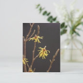 Witch Hazel Blossom Briefkaart (Staand voorkant)