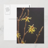 Witch Hazel Blossom Briefkaart (Voorkant / Achterkant)