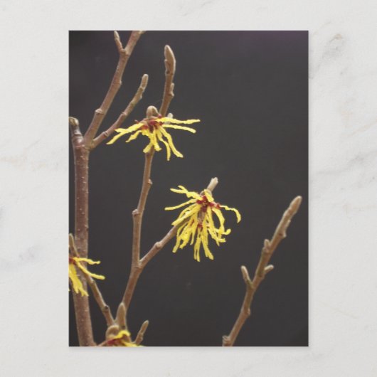 Witch Hazel Blossom Briefkaart (Voorkant)