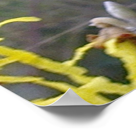 Witch Hazel Blossom Poster (Hoek)