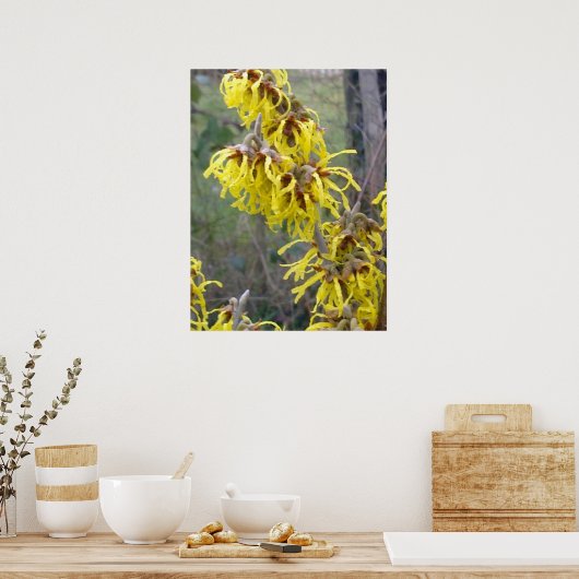Witch Hazel Blossom Poster (Keuken)
