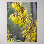 Witch Hazel Blossom Poster (Voorkant)