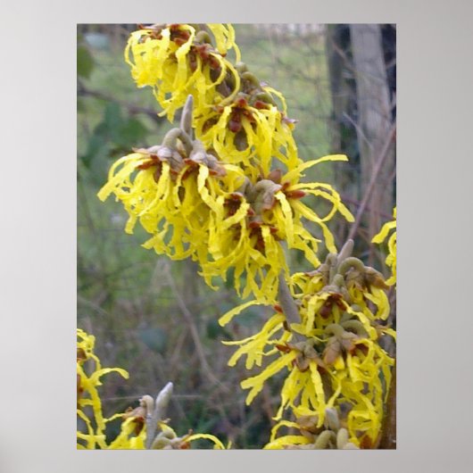 Witch Hazel Blossom Poster (Voorkant)