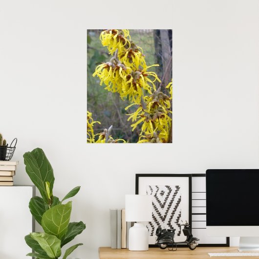 Witch Hazel Blossom Poster (Thuiskantoor)