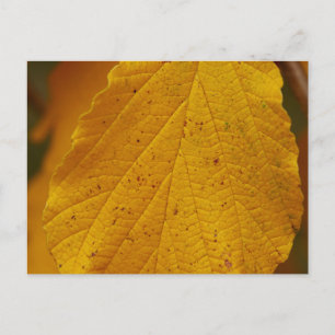 Witch Hazel Briefkaart