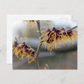 Witch Hazel Closeup Briefkaart (Voorkant / Achterkant)