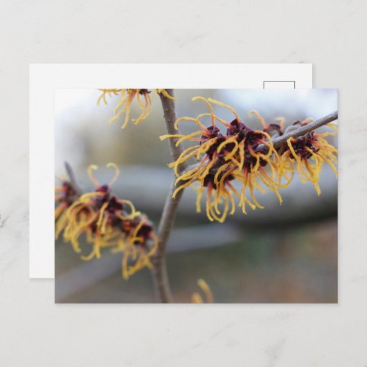 Witch Hazel Closeup Briefkaart (Voorkant / Achterkant)