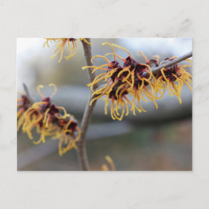 Witch Hazel Closeup Briefkaart