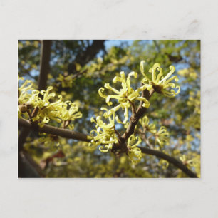 Witch Hazel Flowers Briefkaart