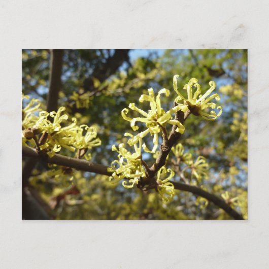 Witch Hazel Flowers Briefkaart (Voorkant)