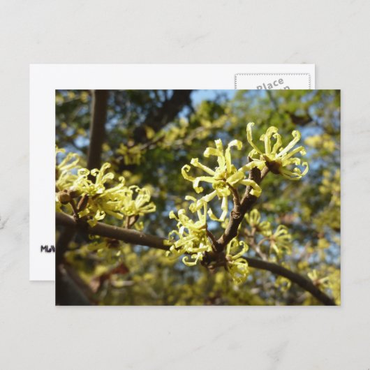 Witch Hazel Flowers Briefkaart (Voorkant / Achterkant)