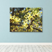 Witch Hazel Flowers Canvas Afdruk (Insitu (Houten vloer))