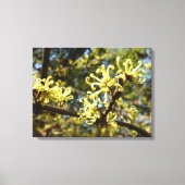 Witch Hazel Flowers Canvas Afdruk (Voorkant)
