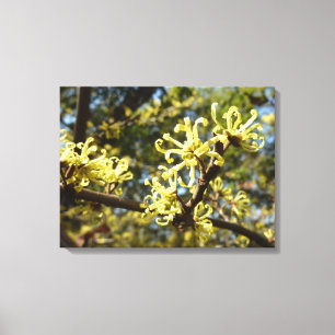 Witch Hazel Flowers Canvas Afdruk