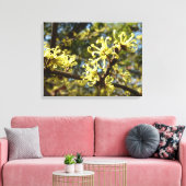Witch Hazel Flowers Canvas Afdruk (Insitu (Woonkamer))