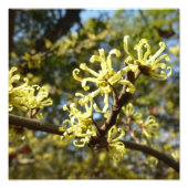 Witch Hazel Flowers Foto Afdruk (Voorkant)