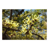 Witch Hazel Flowers Foto Afdruk (Voorkant)