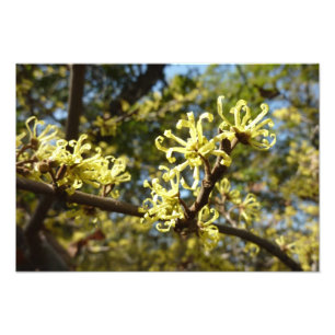Witch Hazel Flowers Foto Afdruk