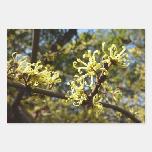 Witch Hazel Flowers Inpakpapier Vel (Voorkant)