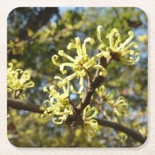 Witch Hazel Flowers Kartonnen Onderzetters
