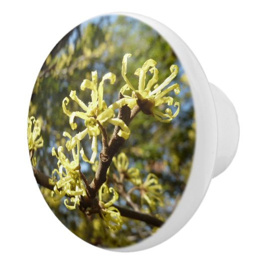 Witch Hazel Flowers Keramische Knop (Rechts)