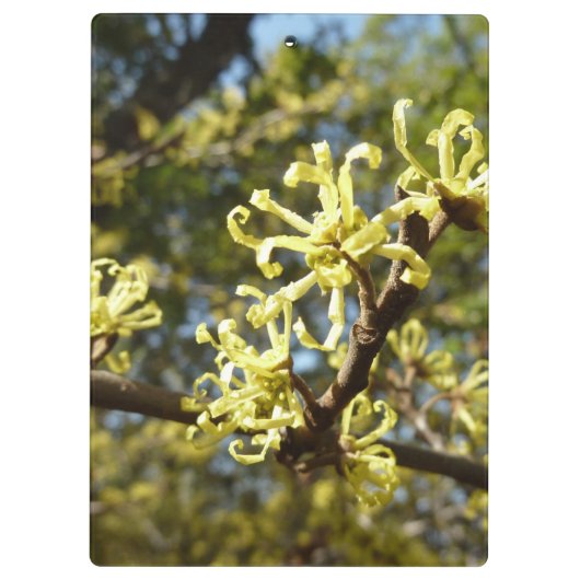 Witch Hazel Flowers Klembord (Achterkant)