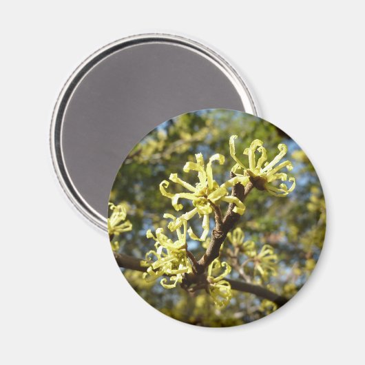 Witch Hazel Flowers Magneet (Voorkant / Achterkant)
