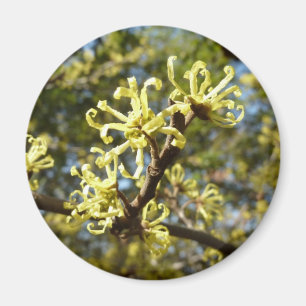 Witch Hazel Flowers Magneet