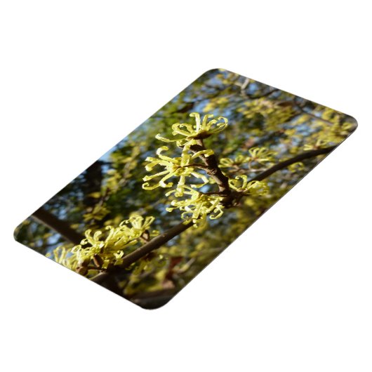 Witch Hazel Flowers Magneet (Linkerzijde)